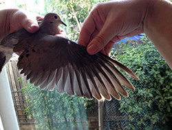 A woman's right hand holds a dove's right wing outstretched