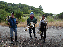 Two women and a man wearing mud boots, carry 18-inch stakes with clam shells attached, in an ecological reserve