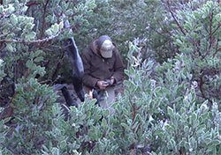 scientist Justin Dellinger in deep brush and trees checking his tracker to find collard mountain lions