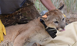 scientist sedated a mountain lion to add a tracking collar