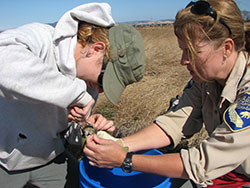 two scientist attaching a radio collar to a mouse in a dry grassy area with blue sky