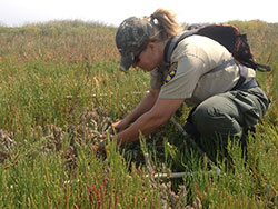 scientist using a pvc pipe grid to survey mice in a grassy field