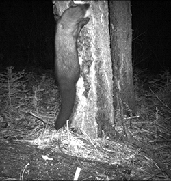 A fisher climbs a tree trunk at night