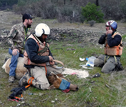 Three men fit a research collar on a tule elk