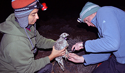 Two women hold and measure a wild sage grouse (bird)