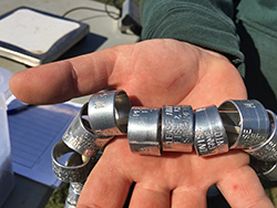 Silvery metallic butt-end bands in the hand of CDFW environmental scientist Laura Cockrell.