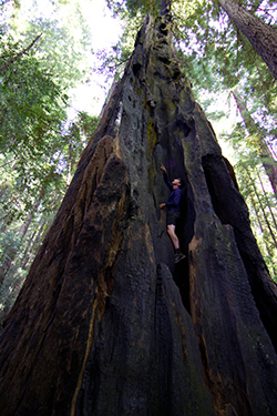 A man nearly disappears as he climbs in the hollow of an enormous coast redwoods tree