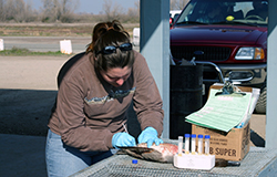 At an outdoor work-table with test tubes on it, a woman wearing blue latex gloves pokes a dead bird with a cotton swab