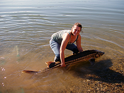 In the shallow water at river's edge, a woman returns a five-foot-long green sturgeon to the water