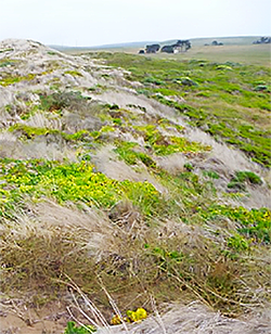 patches of green vegetation live on a coastal ridge full of dead, beige beach-grass