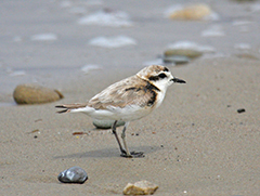 a tiny shorebird with a light brown coat, black beak, and white underside, standing on wet beach sand