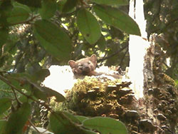Marten resting atop a broken tree truck covered in moss and lichens