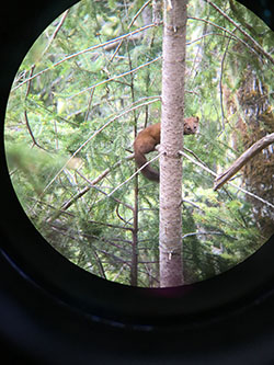 Marten in tree viewed through spotting scope