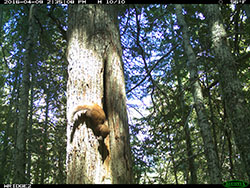 Marten climbing down tree trunk with rodent in mouth