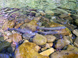 three redband trout swim close to riverbottom rocks