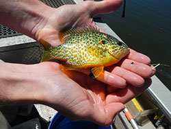 biologist holding a small green and yellow pumpkinseed perch fish in his hands on a boat on a lake