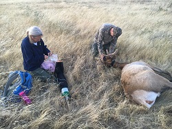 AAs an 11-year wildlife biologist for CDFW’s Central Region, Nathan was involved in several captures, collars and relocations of California’s native tule elk.