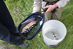 A trout lies in an elongated net with measuring marks, held next to a white bucket with water and other live fish in it.