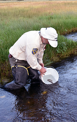 A man wearing hip waders and a California Fish and Wildlife uniform stands knee-deep in a stream that runs through a green meadow, where he lowers a white bucket into the water to release two small fish.