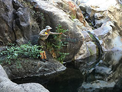 scientist standing on a rocky ledge throwing a net into a river with bushes in background