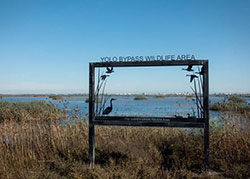 yolo bypass sign with tall grasses water blue sky in horizon