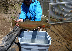 Man holding a large cutthroat trout. Very large green fish with a colorful rainbow stripe running along the flank 