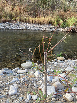 Sacramento River with willow and cottonwood cuttings placed for a cooling canopy for salmon with rocky banks and dense shrub