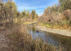 Sacramento River side channel of slow cooling water for salmon with rocky banks and dense shrub