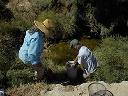 two scientist looking in a creek for desert pupfish with rocks and bushes