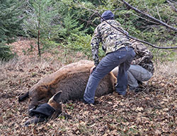 Two CDFW staffers begin preparing a sedated cow elk for collaring and tagging in a forest