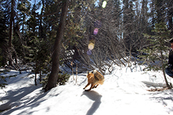 A bright orange, bushy-tailed fox runs in snow toward dense forest