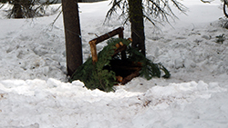 A trap made of small logs covered with pine and fir fronds is camouflaged in the snow between two tree trunks.