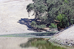a small stand of oak trees is reflected in the green water of a pond, surrounded by dead, yellow grassy hillsides