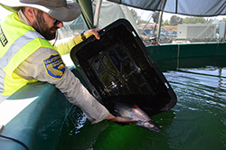 a man in a CDFW uniform places a live salmon into a holding tank