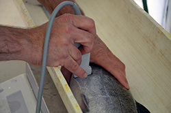a man's hands hold a large salmon in an examining trough