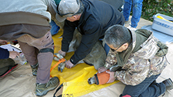 On tarps, two men hold a deer wearing a calming mask as another checks the deer's health.