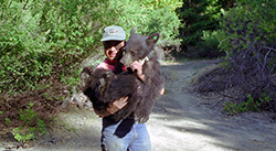 A man wearing a DFG cap holds in his arms a large bear cub wearing a tracking collar.