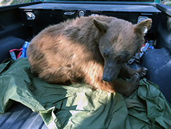 A light brown bear with a black muzzle sits on a green tarp in the bed of a navy blue pickup truck.