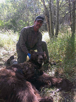 a man kneels in grassy forest next to an anesthetized, adult brown bear