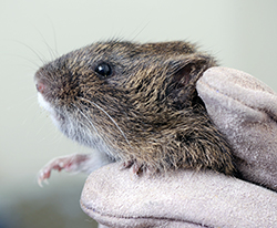 a tiny brown rodent in a gloved hand