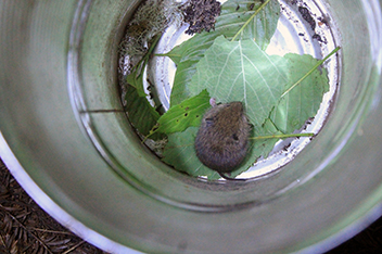 A tiny brown vole sits on green leaves in a metal bucket