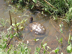 A pond turtle in a marsh pond