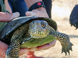 Hands hold a six-inch pond turtle with long claws