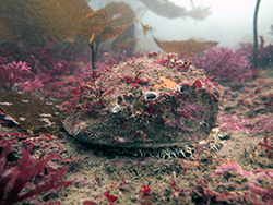 live abalone in the ocean, covered with marine organisms