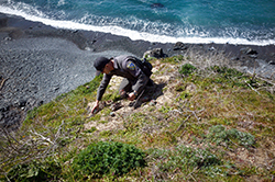 Man in Department of Fish and Wildlife uniform on coastal cliff with succulent plant in hand