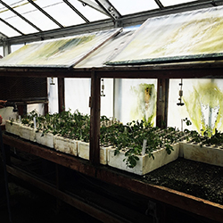 a row of 11 trays full of green plant seedlings in a nursery setting