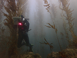 Diver underwater in black diving suit holding underwater writing tablet underwater in kelp forest