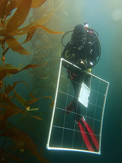 Diver underwater in black diving suit holding a large grid made from PVC pipes and wire in kelp forest