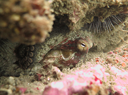 Curled up octopus hiding underwater