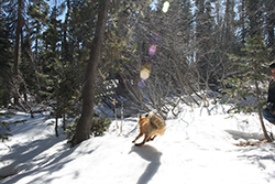 Small red fox running away toward dense tree area. The ground is covered in snow.